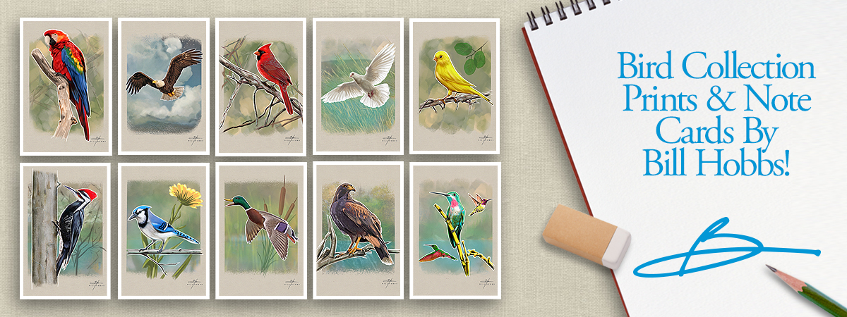 Bird Collection Prints